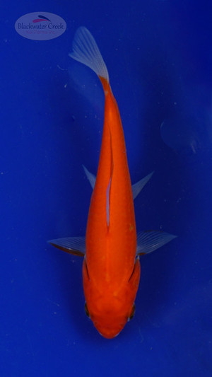 Goldfish 511 3-4 inches [PW-T7-511]