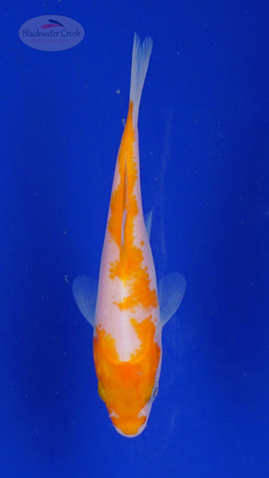 Koi 513 3-4 inches [PW-T7-513]