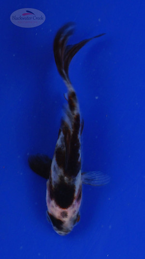 Goldfish 516 3-4 inches [PW-T7-516]