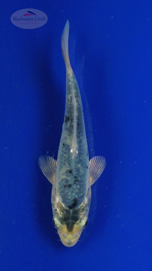 Koi 521 3-4 inches [PW-T7-521]