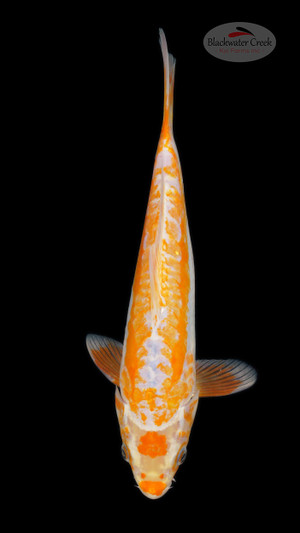 Orange Dream 13 inches [ESH15-52626-5]