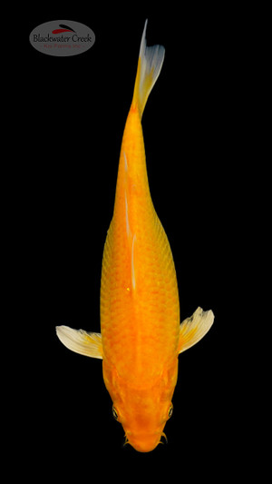 Orenji 11 inches [ED2-6526-6]