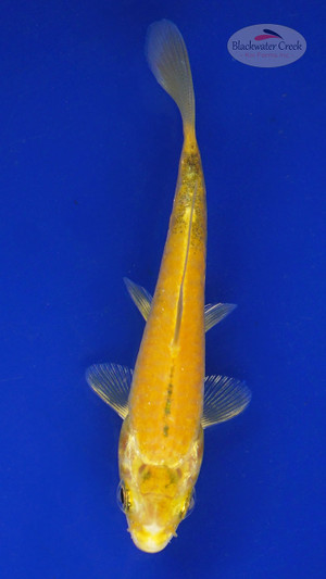 Koi 533 3-4 inches [PW-T3-533]