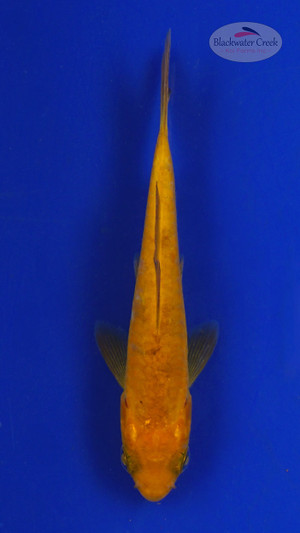 Koi 535 3-4 inches [PW-T3-535]