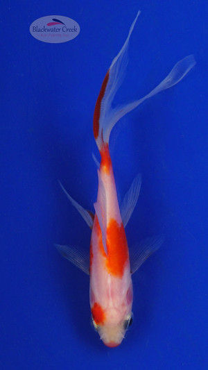 Goldfish 536 3-4 inches [PW-T3-536]