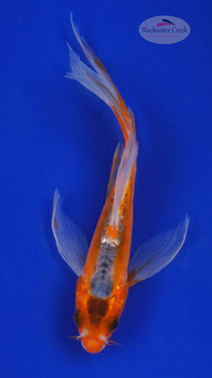 Koi 537 3-4 inches [PW-T3-537]