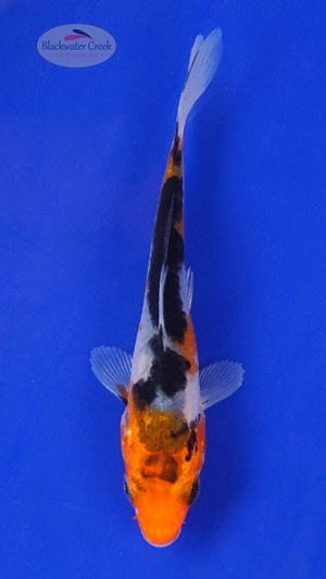 Koi 538 3-4 inches [PW-T3-538]