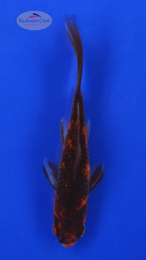 Goldfish 539 3-4 inches [PW-T3-539]