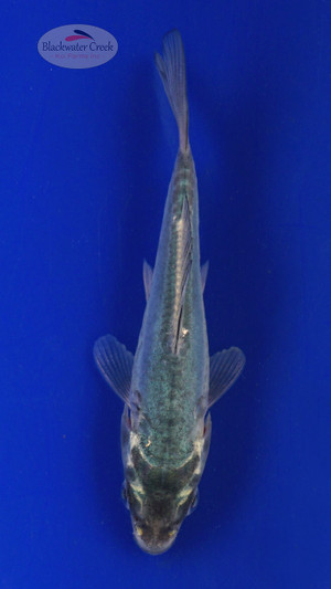 Koi 540 3-4 inches [PW-T3-540]