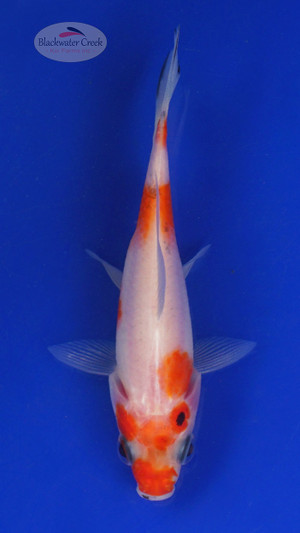 Goldfish 542 3-4 inches [PW-T3-542]