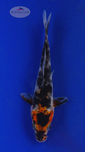 Koi 547 3-4 inches [PW-T3-547]
