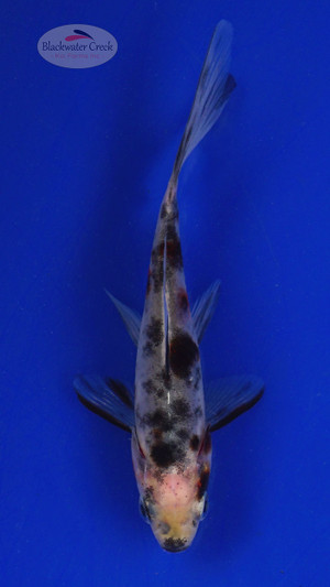 Goldfish 549 3-4 inches [PW-T3-549]