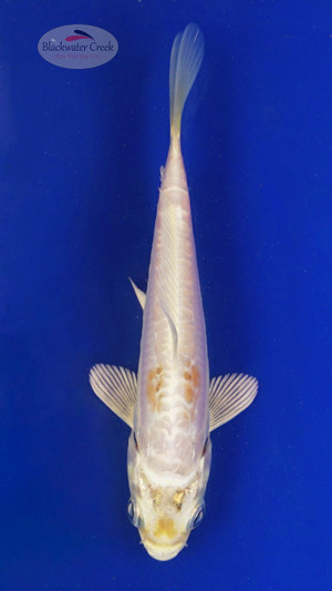 Koi 551 3-4 inches [PW-T2-551]