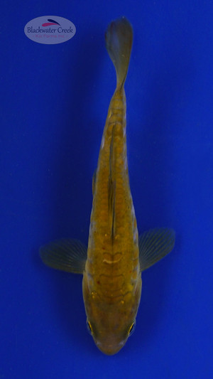 Koi 552 3-4 inches [PW-T2-552]