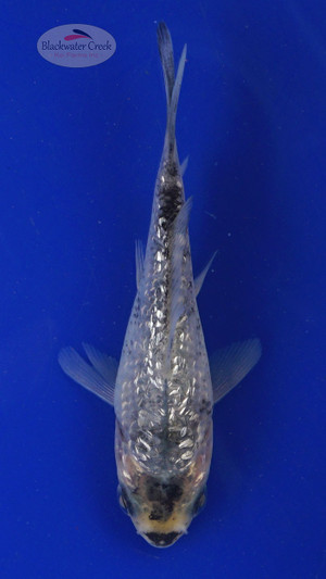 Koi 553 3-4 inches [PW-T2-553]