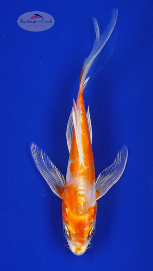 Koi 555 3-4 inches [PW-T2-555]