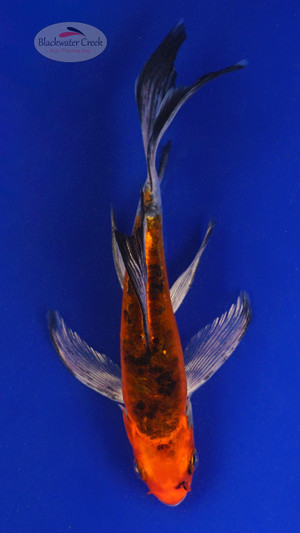 Koi 556 3-4 inches [PW-T2-556]