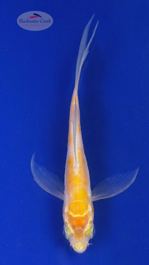 Koi 558 3-4 inches [PW-T2-558]