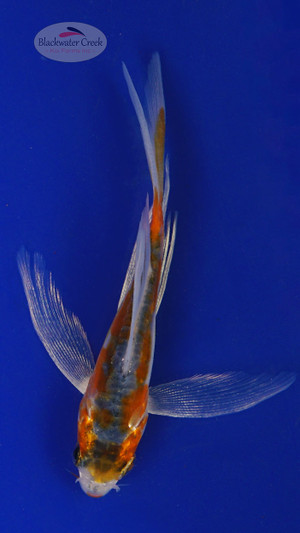 Koi 560 3-4 inches [PW-T2-560]