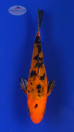 Koi 561 3-4 inches [PW-T2-561]