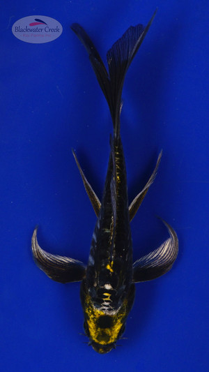 Koi 564 3-4 inches [PW-T6-564]