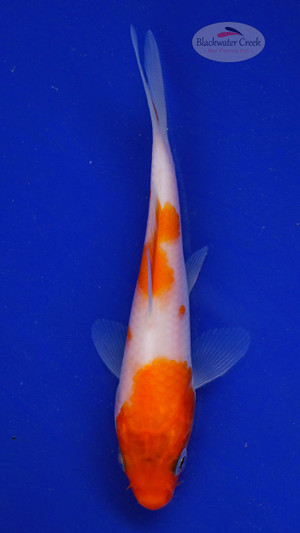 Koi 569 3-4 inches [PW-T6-569]