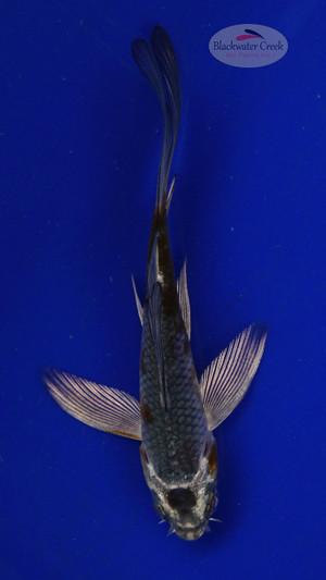 Koi 570 3-4 inches [PW-T6-570]