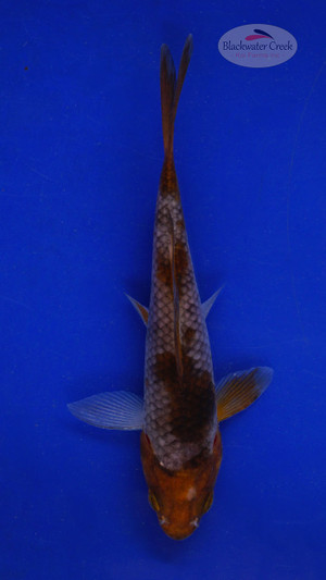 Koi 571 3-4 inches [PW-T6-571]
