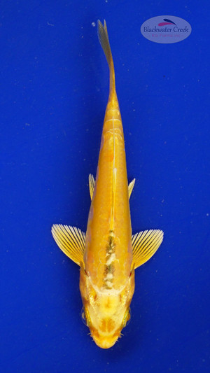 Koi 573 3-4 inches [PW-T6-573]