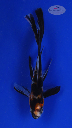 Goldfish 574 3-4 inches [PW-T6-574]