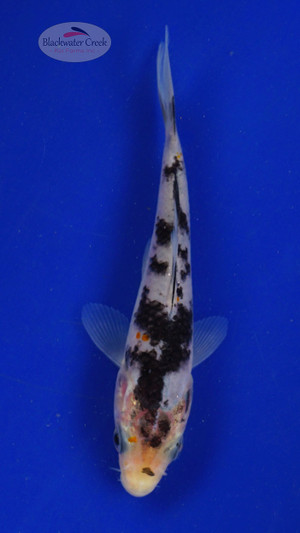 Koi 577 3-4 inches [PW-T6-577]