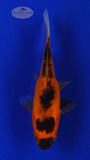 Goldfish 578 3-4 inches [PW-T6-578]