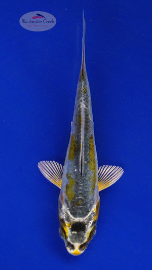 Koi 580 3-4 inches [PW-T6-580]