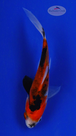 Goldfish 596 3-4 inches [PW-T9-596]
