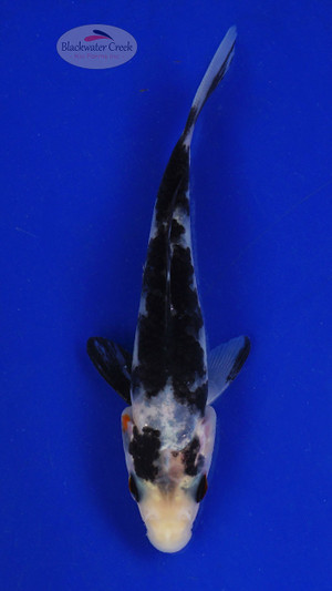 Koi 598 3-4 inches [PW-T9-598]