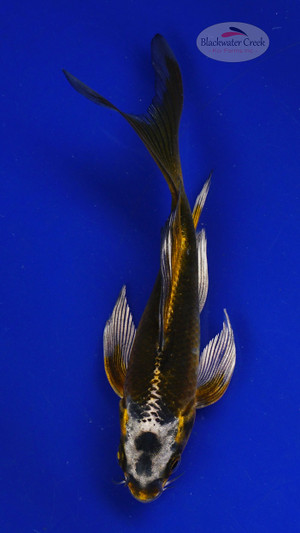 Koi 603 3-4 inches [PW-T9-603]