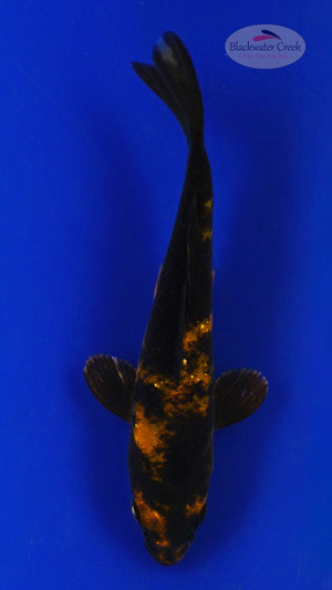 Koi 612 3-4 inches [PW-T10-612]