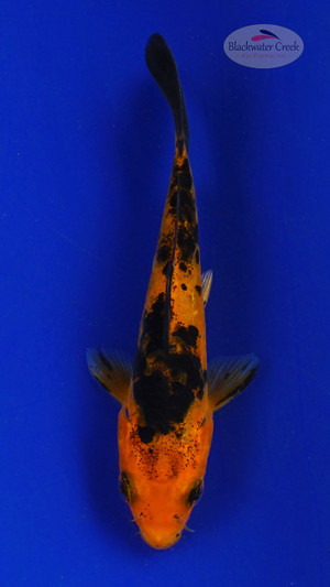 Koi 613 3-4 inches [PW-T10-613]