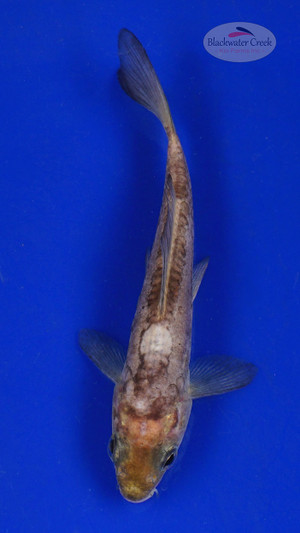Koi 618 3-4 inches [PW-T10-618]