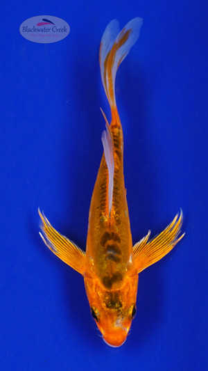 Koi 623 3-4 inches [PW-T10-623]