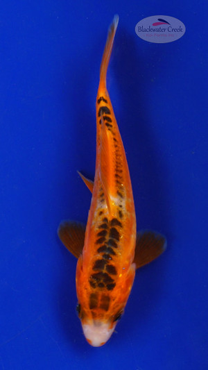 Koi 626 3-4 inches [PW-T10-626]