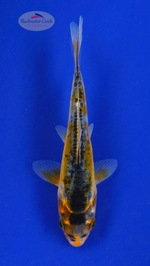 Koi 631 3-4 inches [PW-T10-631]