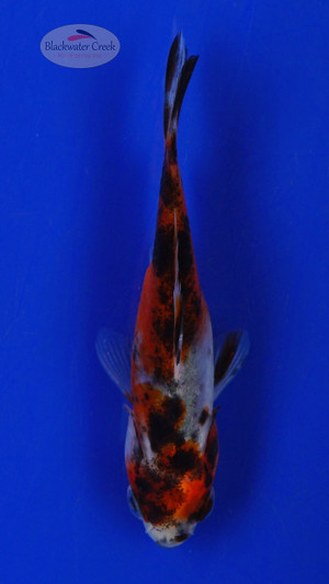 Goldfish 633 3-4 inches [PW-T10-633]