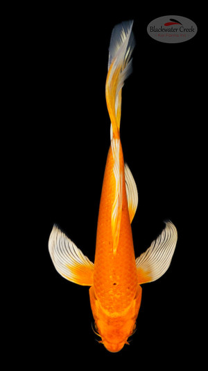 Orenji 6-7 inches [G26-T87-10]