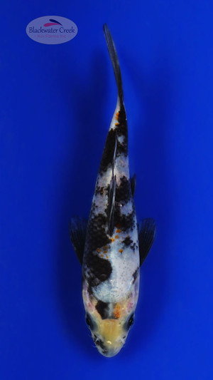 Shiro Utsuri 5-6 inches [G26-T112-8]