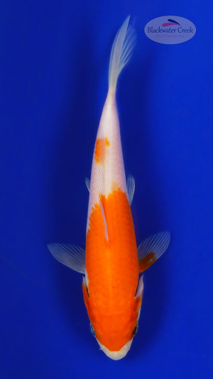 Kohaku 4-5 inches [G26-T15-1]