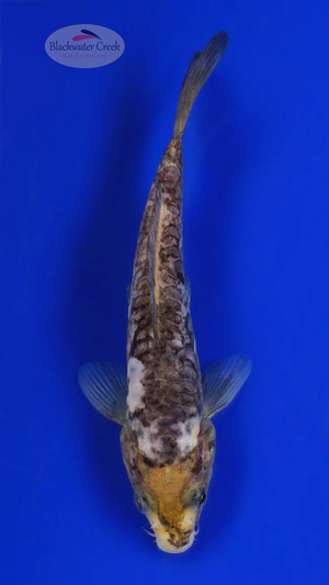 Doitsu Soragoi 4-5 inches [G26-T20-2]