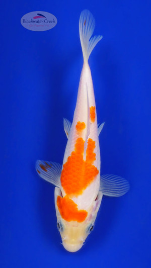 Kohaku 5-6 inches [G26-T20-5]