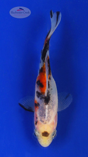 Goldfish 634 3-4 inches [PW-T11-634]