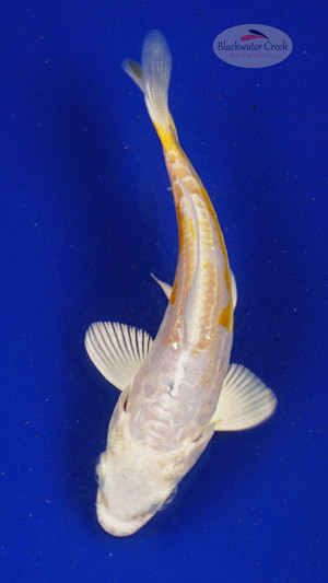 Koi 646 3-4 inches [PW-T11-646]